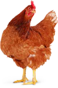 concentradoponedorapostura