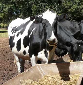 lecheraaltaprodeconomica