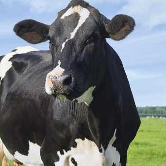 lecheraaltaproduccion