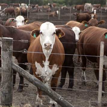 novilloengordeeconomico